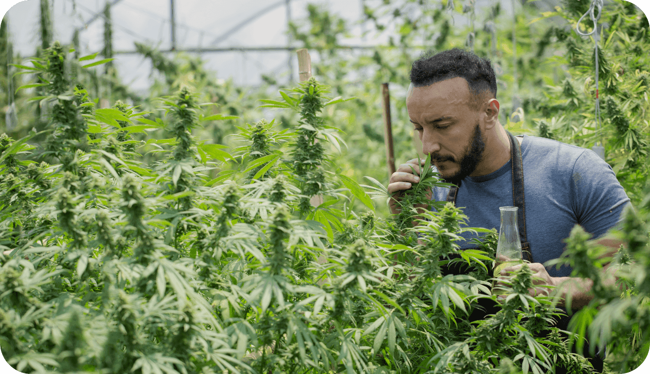 Gärtner mitten in einer Cannabisplantage