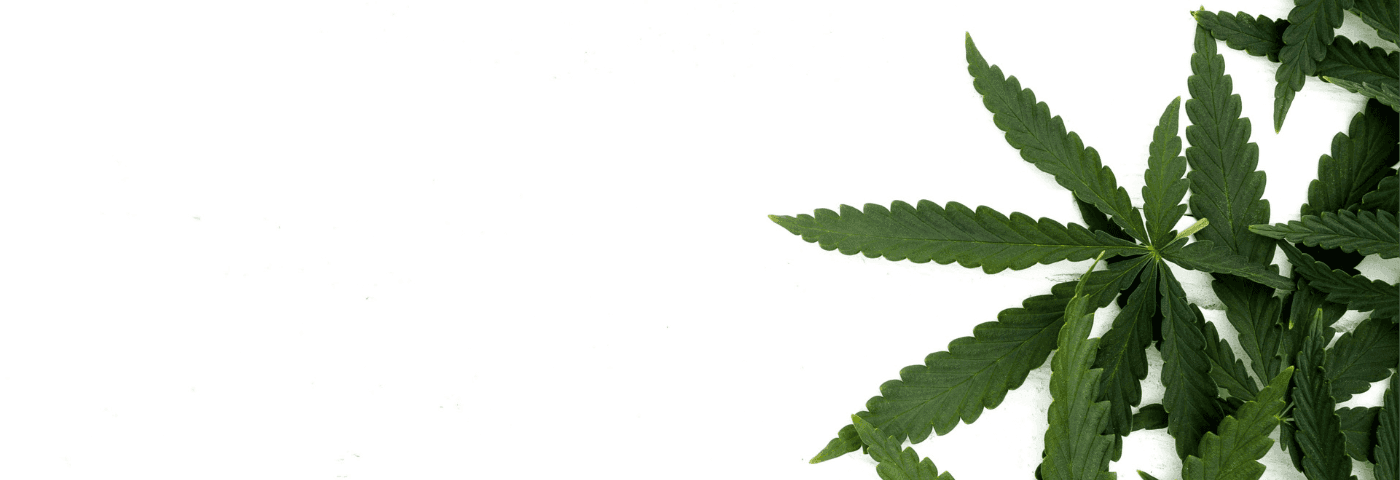 Cannabisblätter auf Weißen Hintergrund